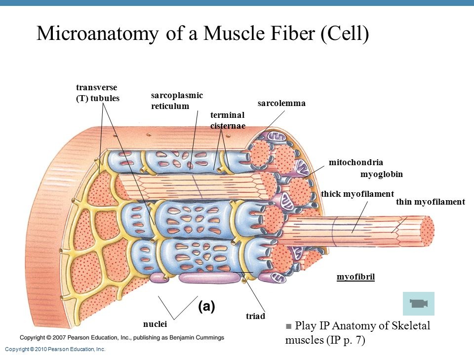 Muscles - Runyan-Grigsby's Science Page
